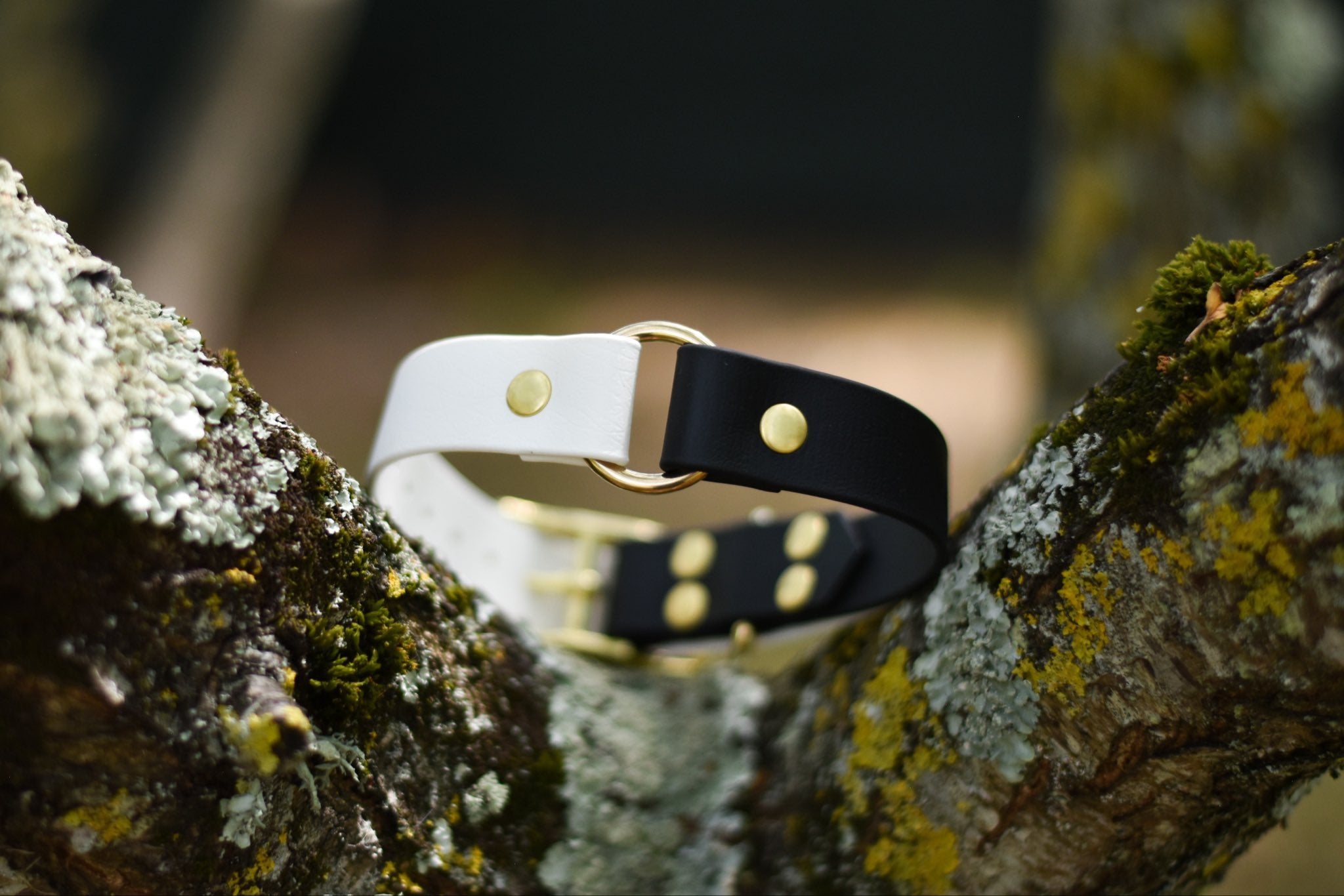 Collier bicolore BioThane® 25mm